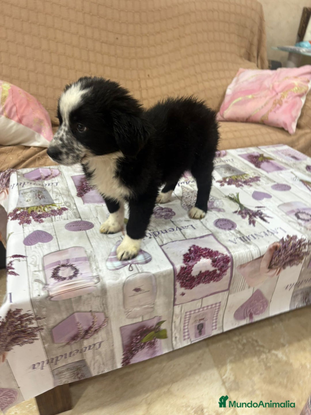 Border Collie perros en venta: Oportunidad border collie  - Imagen 5