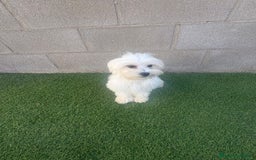 Bichón Maltés perros en venta: Bichon maltes - Imagen 10