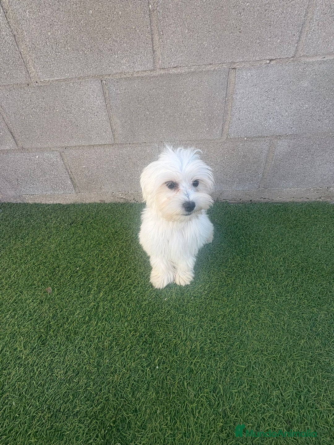 Bichón Maltés perros en venta: Bichon maltes - Imagen 10