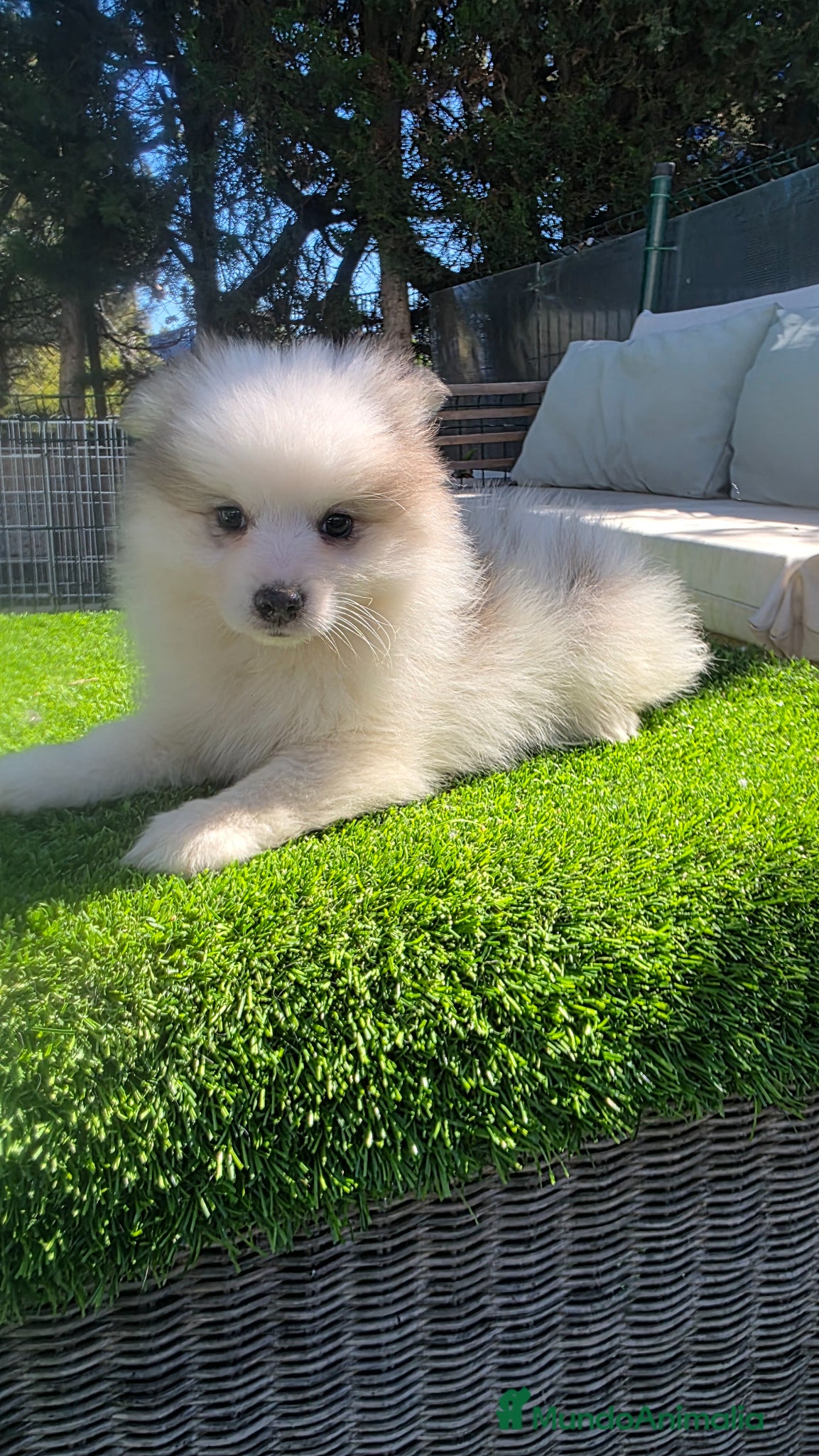 Pomsky perros Pomsky mini blue  - Anuncio 1