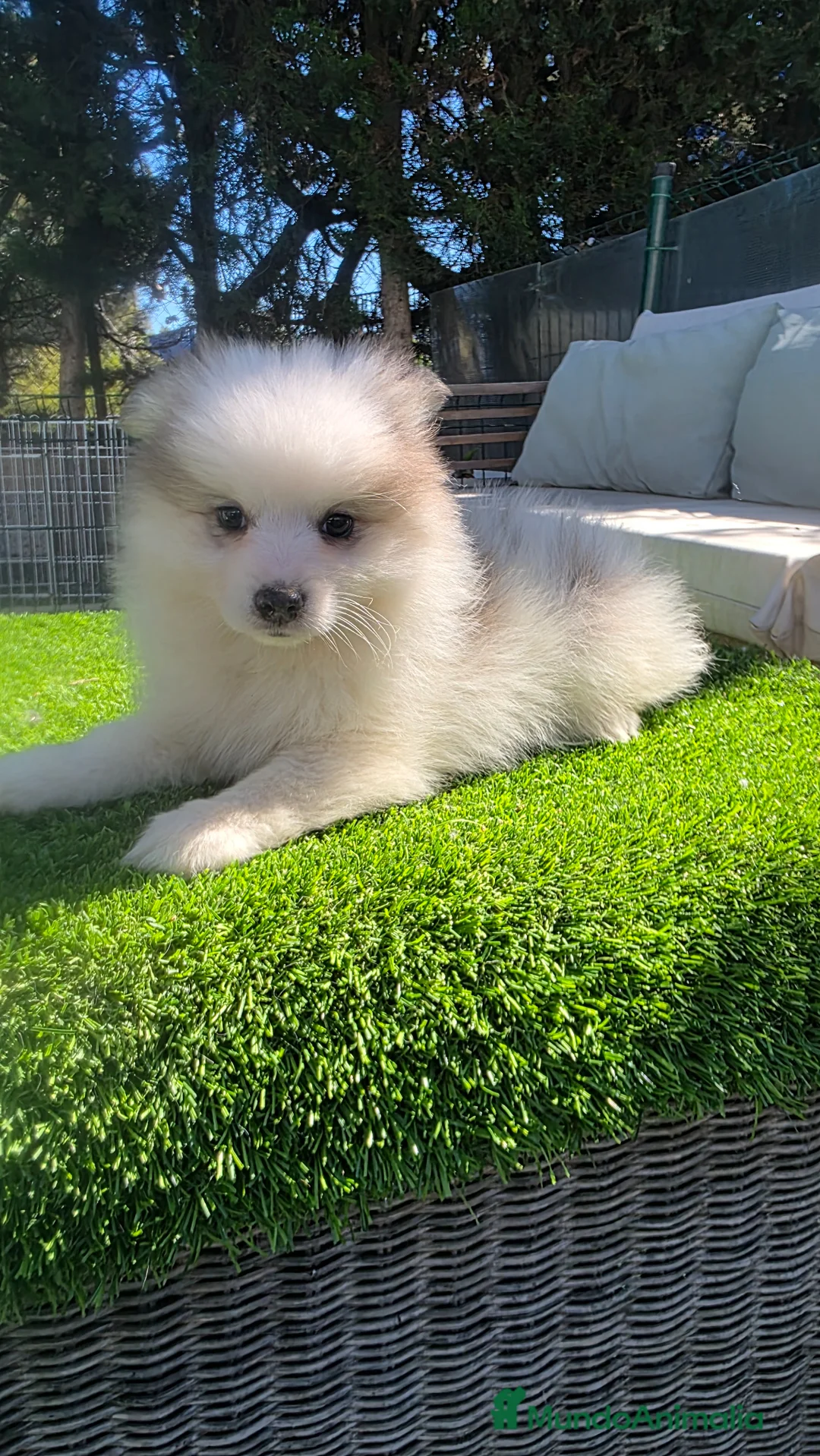 Pomsky perros en venta: Pomsky mini blue  - Anuncio 1