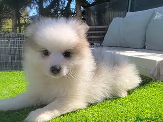 Pomsky perros Pomsky mini blue - Anuncio 1
