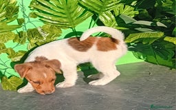 Raza Mixta perros en venta: Excelentes cachorros mixto  - Imagen 3
