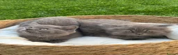 Británico de Pelo Corto Azul gatos en venta: British Blue y Lilac - Anuncio 7