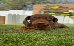 Teckel perros en venta: TECKEL HEMBRA CHOCOLATE MINIATURA  - Imagen 13