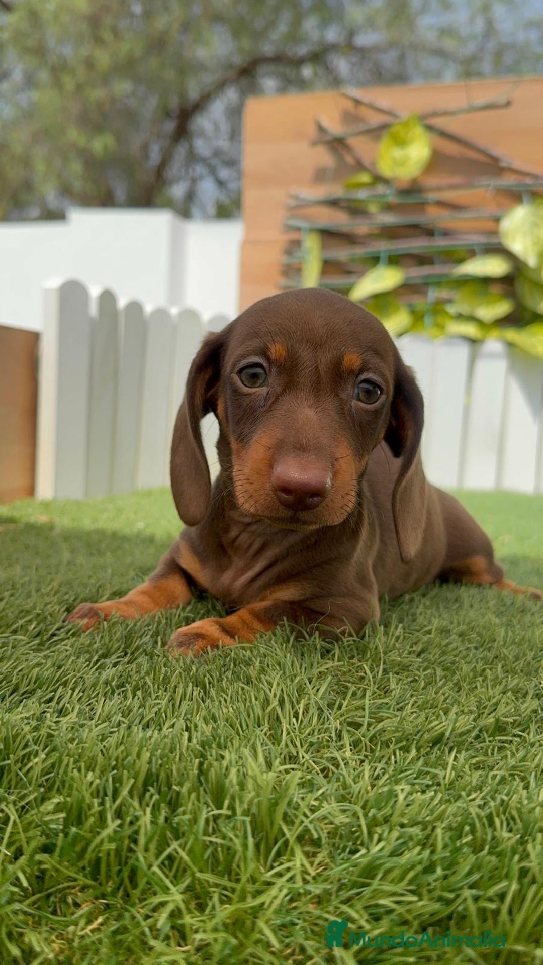 Teckel perros en venta: TECKEL HEMBRA CHOCOLATE MINIATURA  - Imagen 13