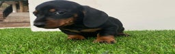 Teckel perros en venta: DACHSHUND BEBÉS ///// ESPAÑA  - Anuncio 3