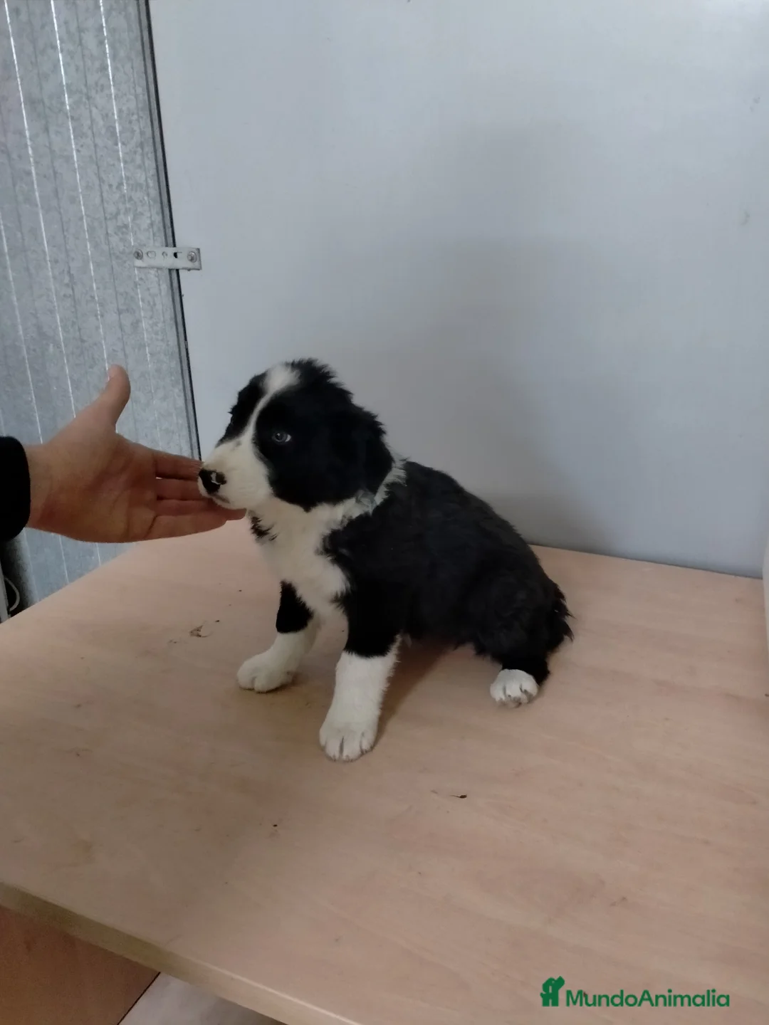 Border Collie perros en venta: Cachorritas de border collie  - Anuncio 3
