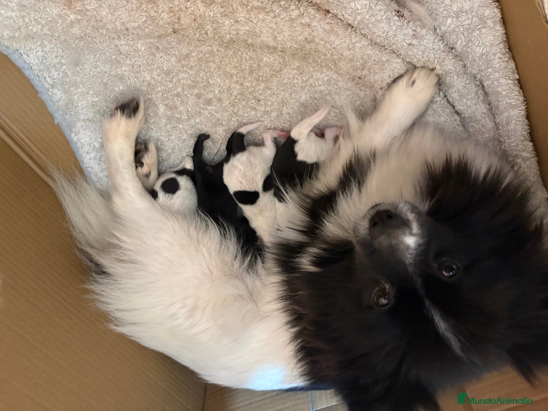 Pomerania perros en venta: Lulu Pomerania Toy party naranja hembra  - Anuncio 11