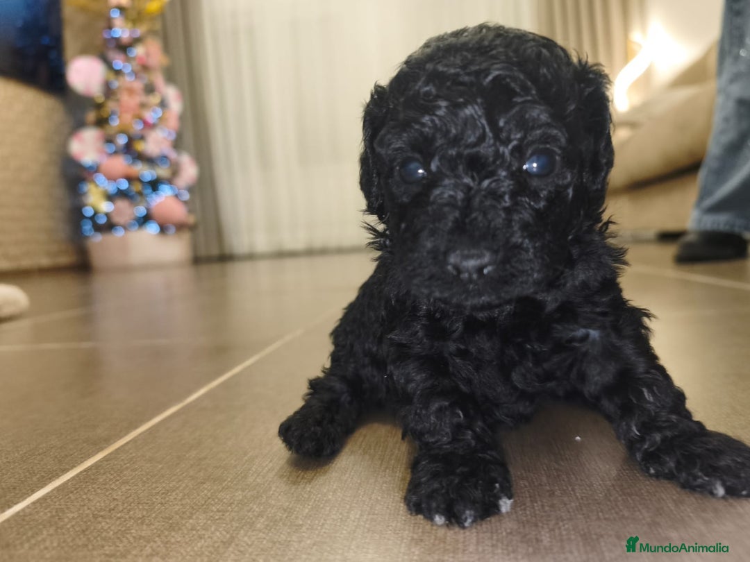 Caniche Toy perros en venta: Espectacular hembra - Anuncio 2