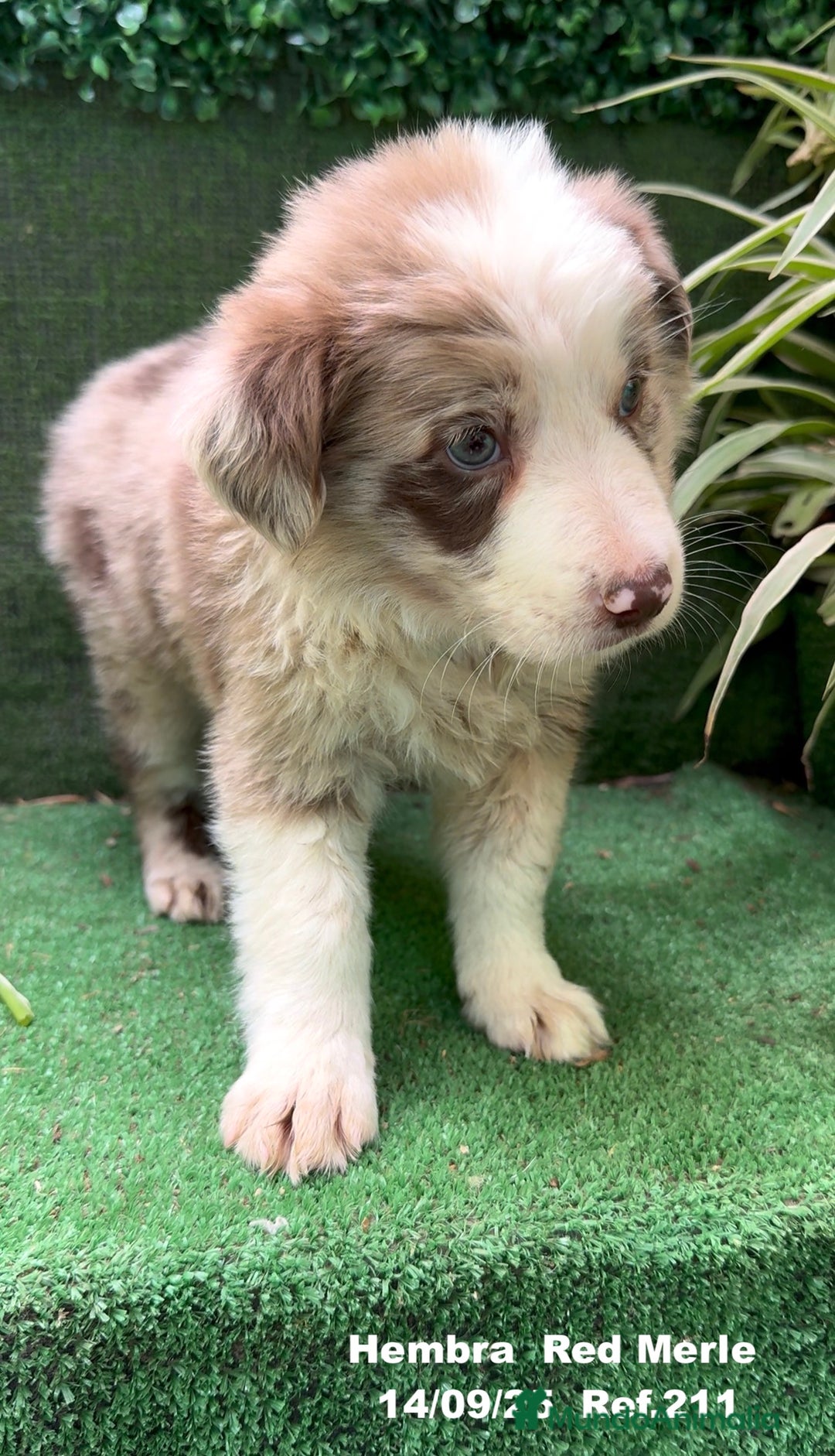 Border Collie perros en venta: BORDER COLLIE Red Merle - Imagen 7