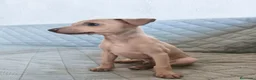 Pequeño Lebrel Italiano perros en venta: GALGO ENANO ITALIANO  - Anuncio 2