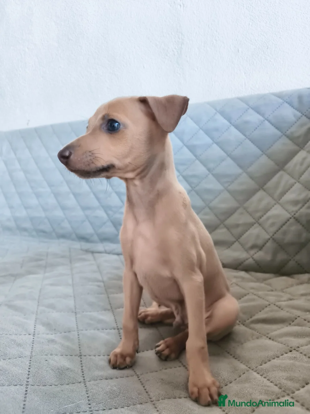 Pequeño Lebrel Italiano perros en venta: GALGO ENANO ITALIANO  - Anuncio 2