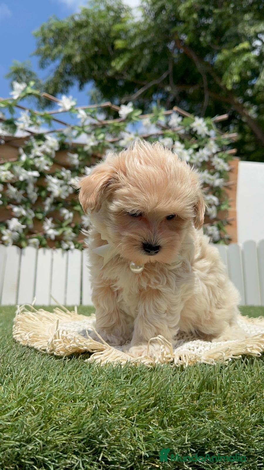 Maltipoo perros MALTIPOO - Anuncio 1