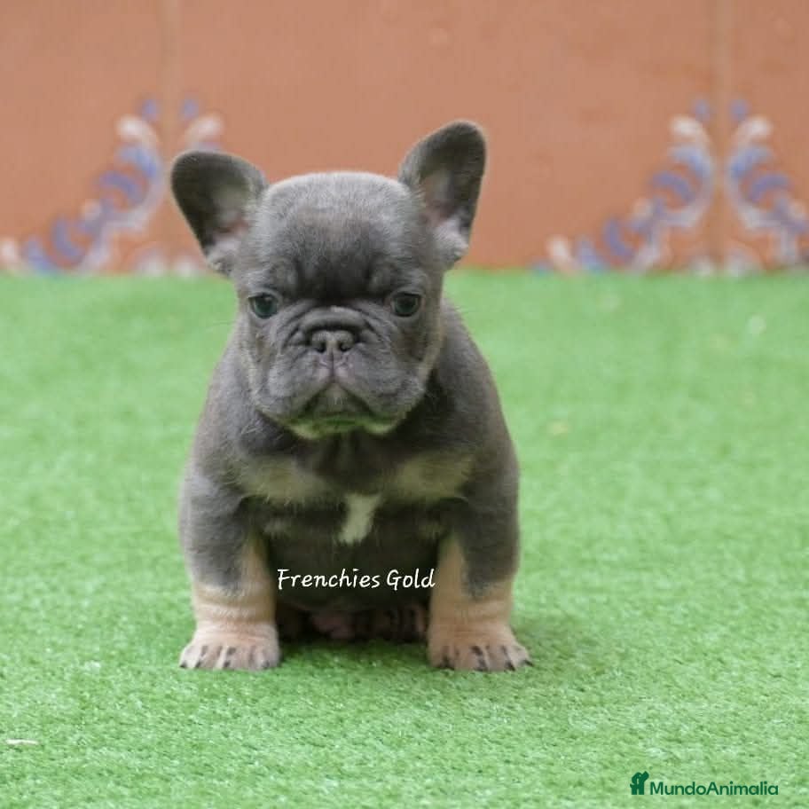 Bulldog Francés perros Cachorros de Bulldog Frances  - Anuncio 2