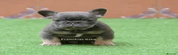 Bulldog Francés perros en venta: Cachorros de Bulldog Frances  - Anuncio 1