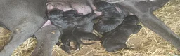 Dogo Alemán perros en venta: Cachorros dogo aleman o gran danes - Anuncio 1