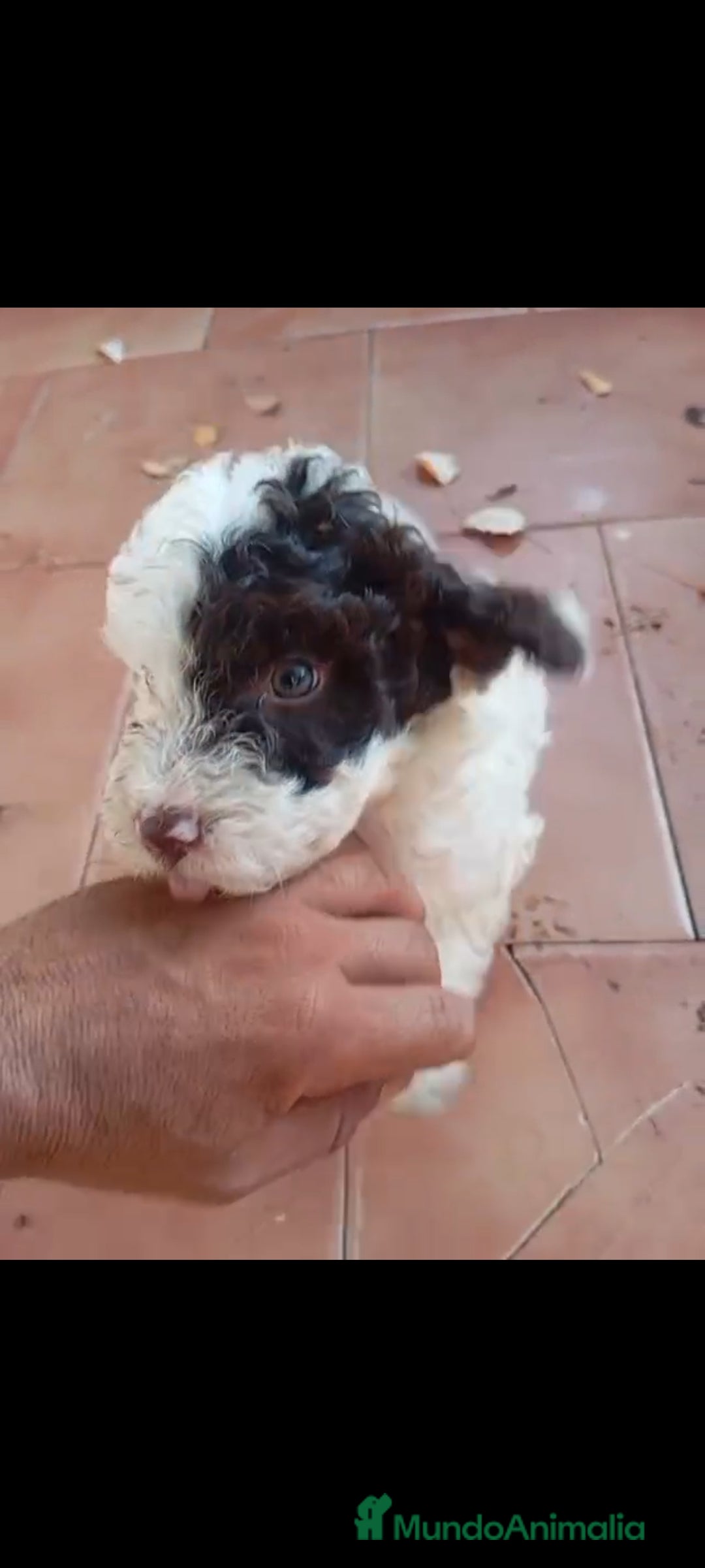 Perro de Agua Español perros en venta: Perro de agua  - Imagen 8