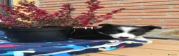 Border Collie perros en venta: Border collie.  - Anuncio 5