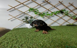 Teckel Miniatura perros en venta: TECKEL KANINCHEN - Imagen 2