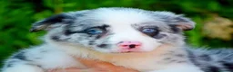Border Collie perros en venta: camada de border collie  - Anuncio 34