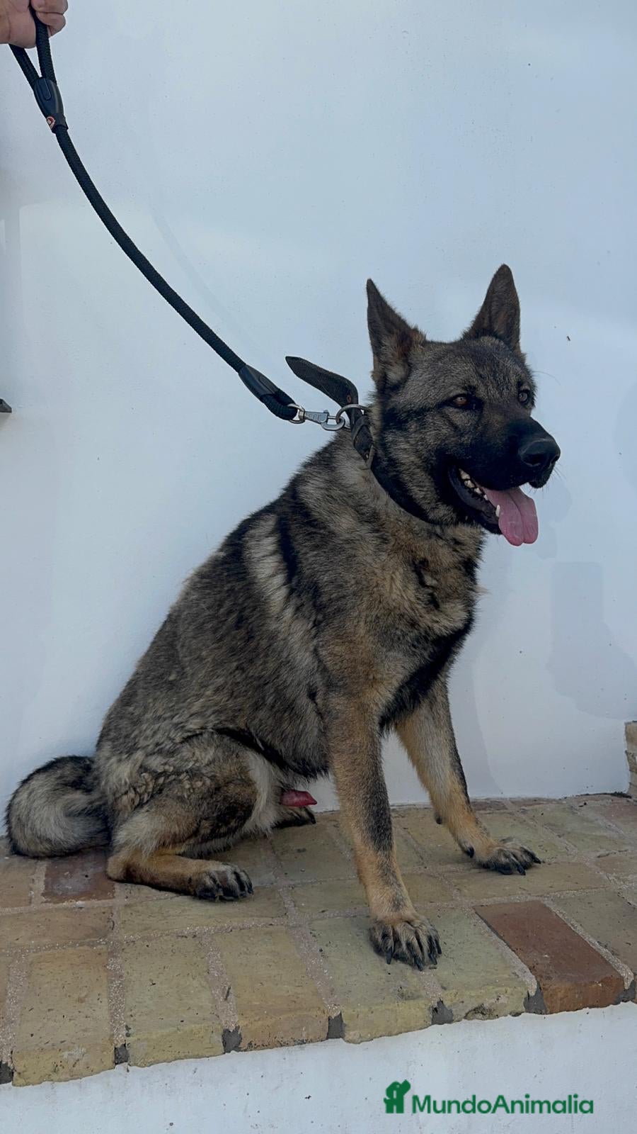 Pastor Alemán perros PASTOR ALEMAN - Anuncio 1