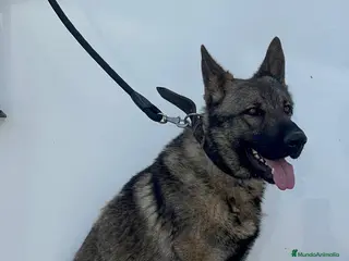 Pastor Alemán perros PASTOR ALEMAN - Anuncio 1