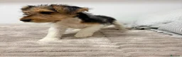 Fox Terrier de Pelo Duro perros en venta: Fox Terrier de pelo duro - Anuncio 9