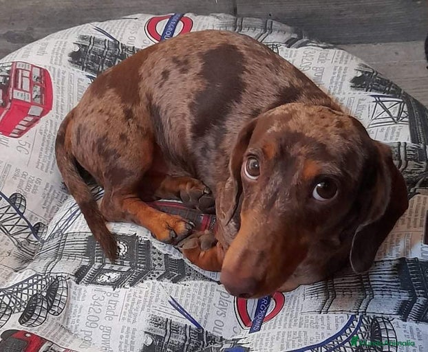 Imagen de galería {{count}}