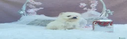 Pomerania perros en venta: PRECIOSO CACHORITO DE POMERANIA TOY   - Anuncio 20