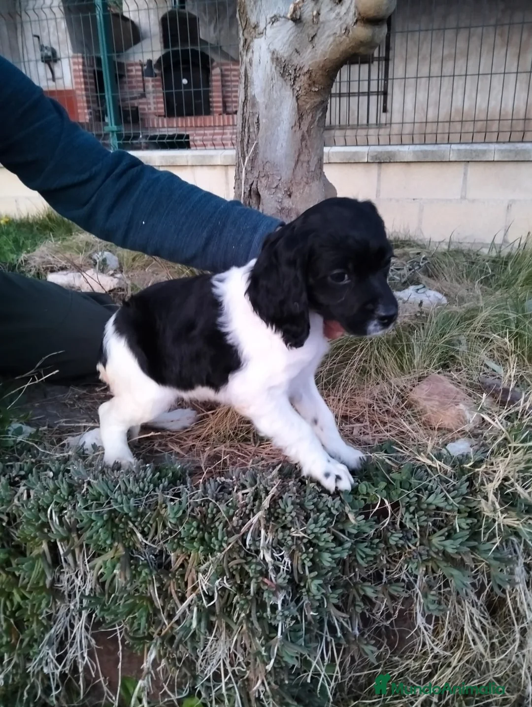 Épagneul Breton perros en venta: Spaniel Bretón  - Anuncio 2