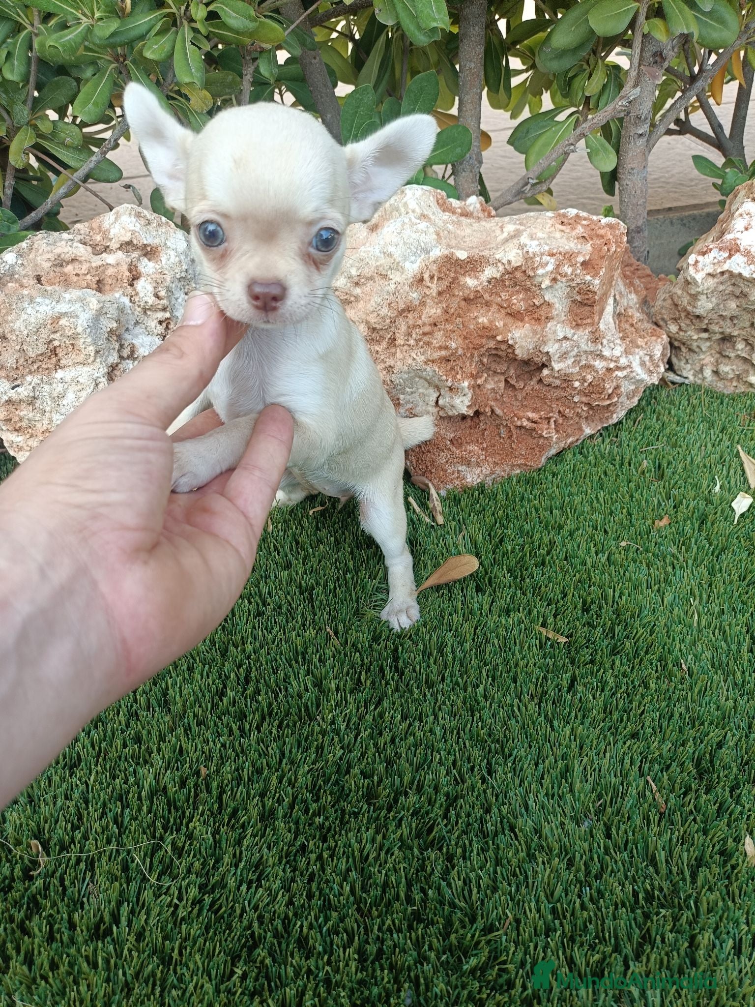 Chihuahua perros Hembrita Canela - Anuncio 5
