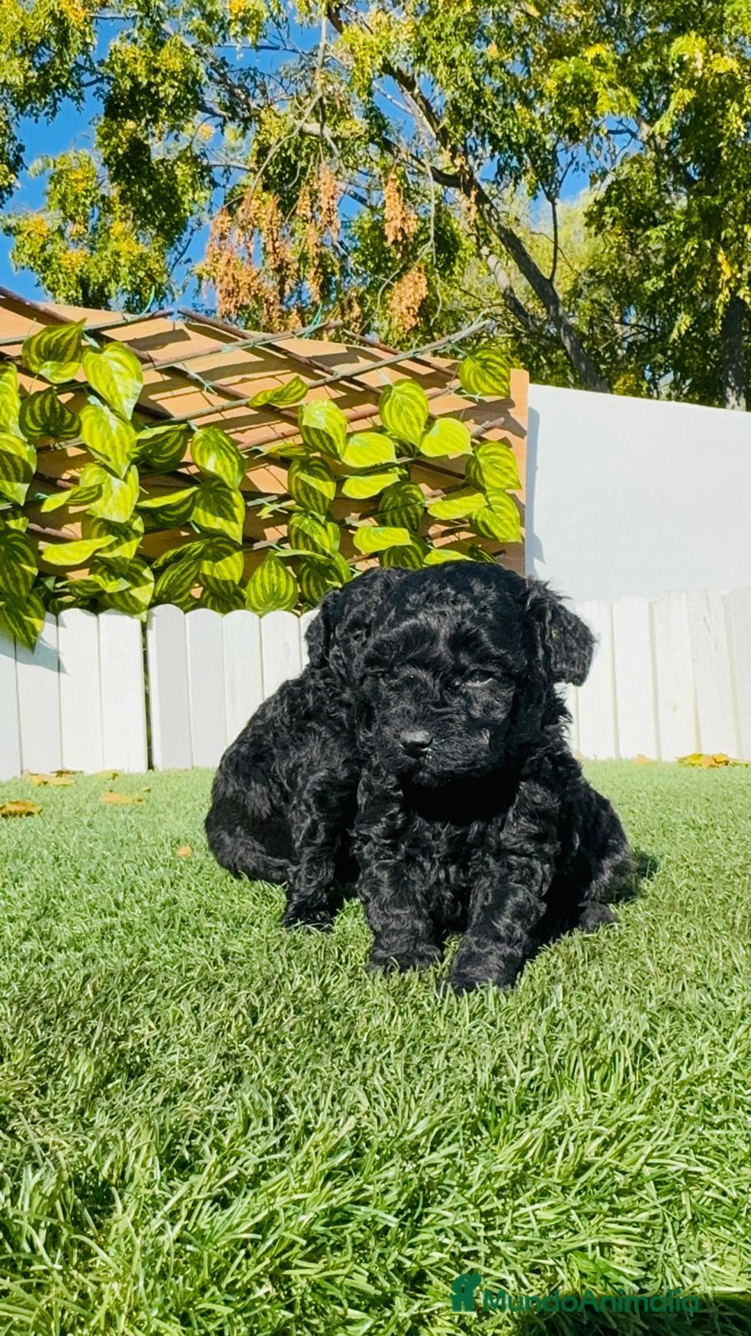 Caniche Toy perros en venta: CANICHE TOY - Anuncio 13