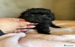 Shihpoo perros en venta: Preciosos Cachorritos  ShihPoo en Villarta - Imagen 12