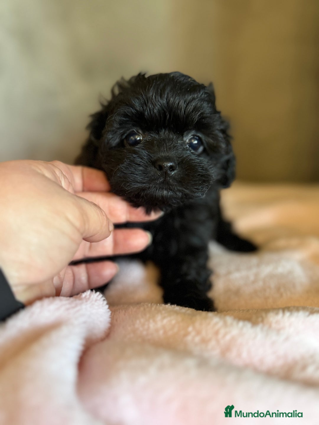 Shihpoo perros en venta: Preciosos Cachorritos  ShihPoo en Villarta - Imagen 12