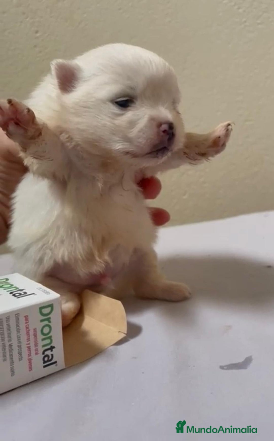 Pomerania perros en venta: Lulu pomerania toy - Anuncio 3