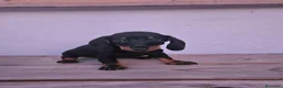 Teckel perros en venta: Teckel cachorros  - Anuncio 4
