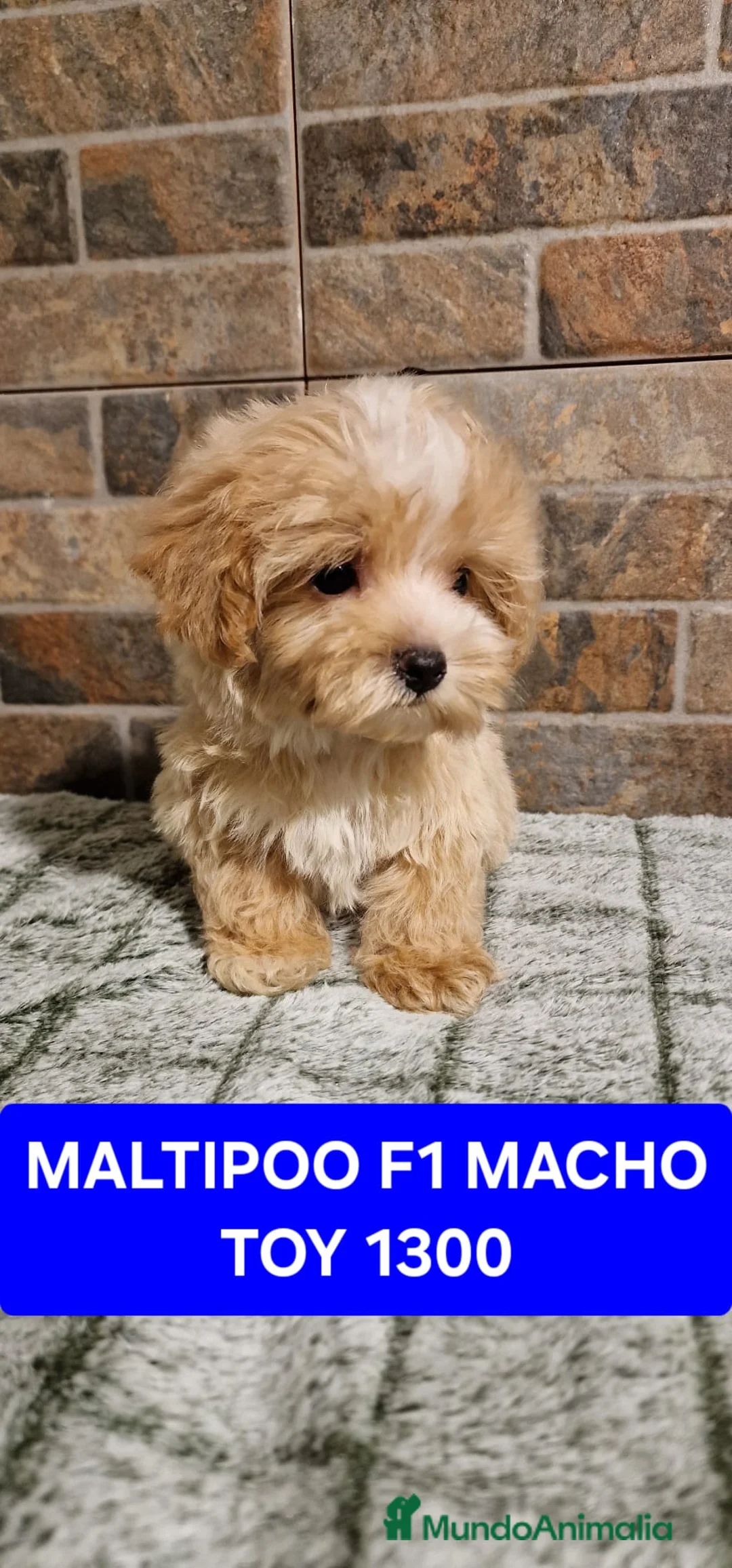 Maltipoo perros en venta: Preciosos cachorros MALTIPOO - Anuncio 1