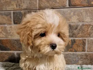 Maltipoo perros Preciosos cachorros MALTIPOO - Anuncio 3