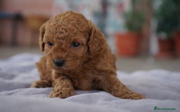 Caniche Toy perros en venta: ❤️ Caniche Toy rojo 🐾 - Imagen 2