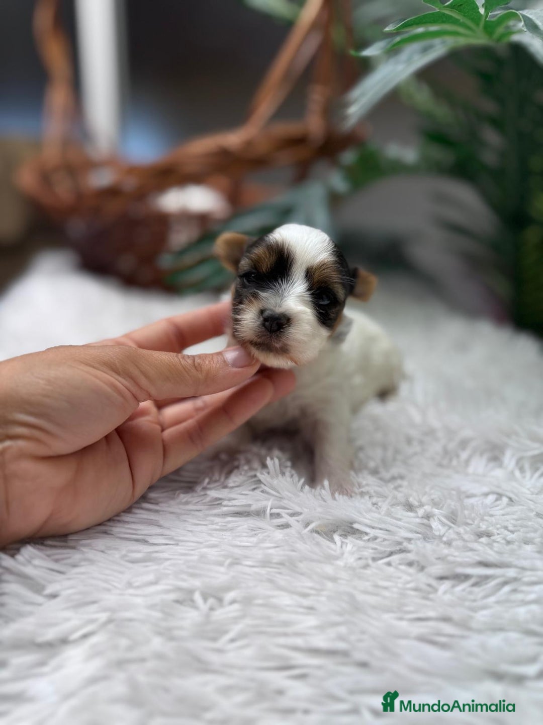 Yorkshire Terrier perros en venta: YORKSHIRE BIEWER - Anuncio 4