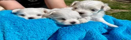 Bichón Maltés perros en venta: BICHÓN MALTES HEMBRITA - Anuncio 5