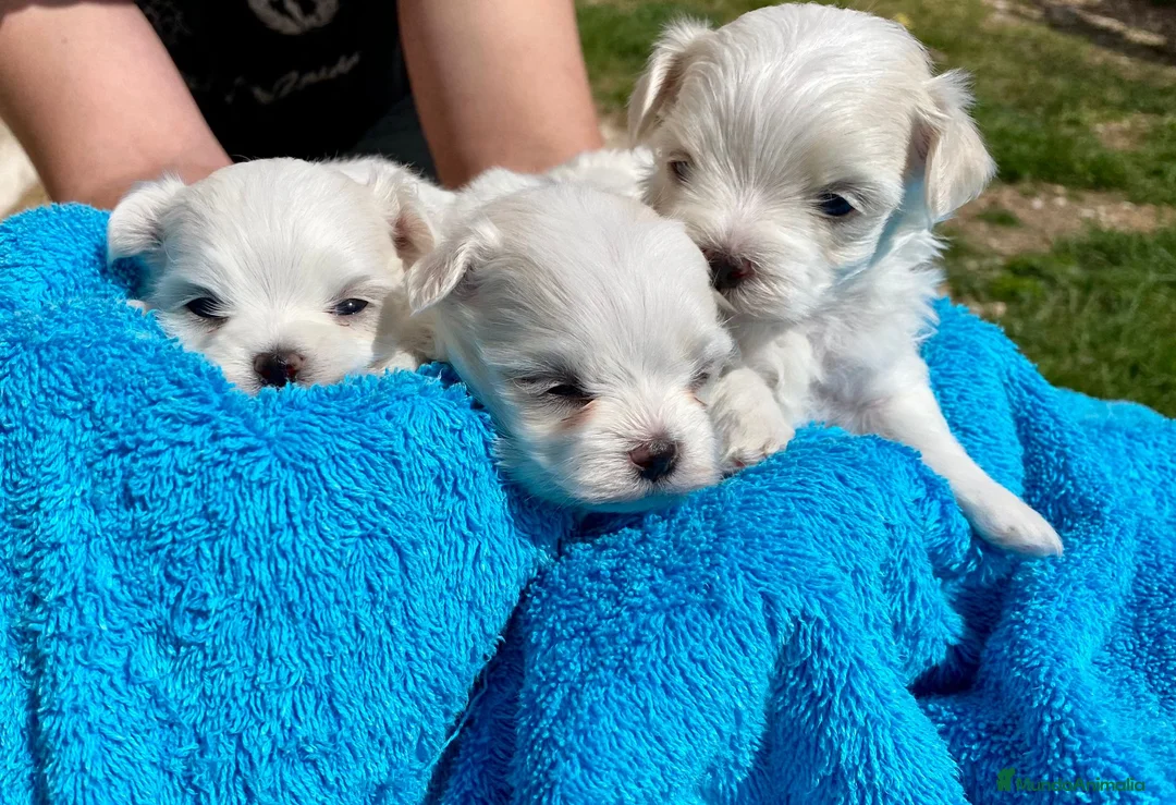 Bichón Maltés perros en venta: BICHÓN MALTES HEMBRITA - Anuncio 5