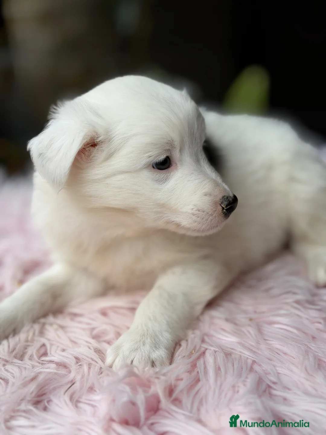 Border Collie perros en venta: Border collie blanca y negra  - Anuncio 2