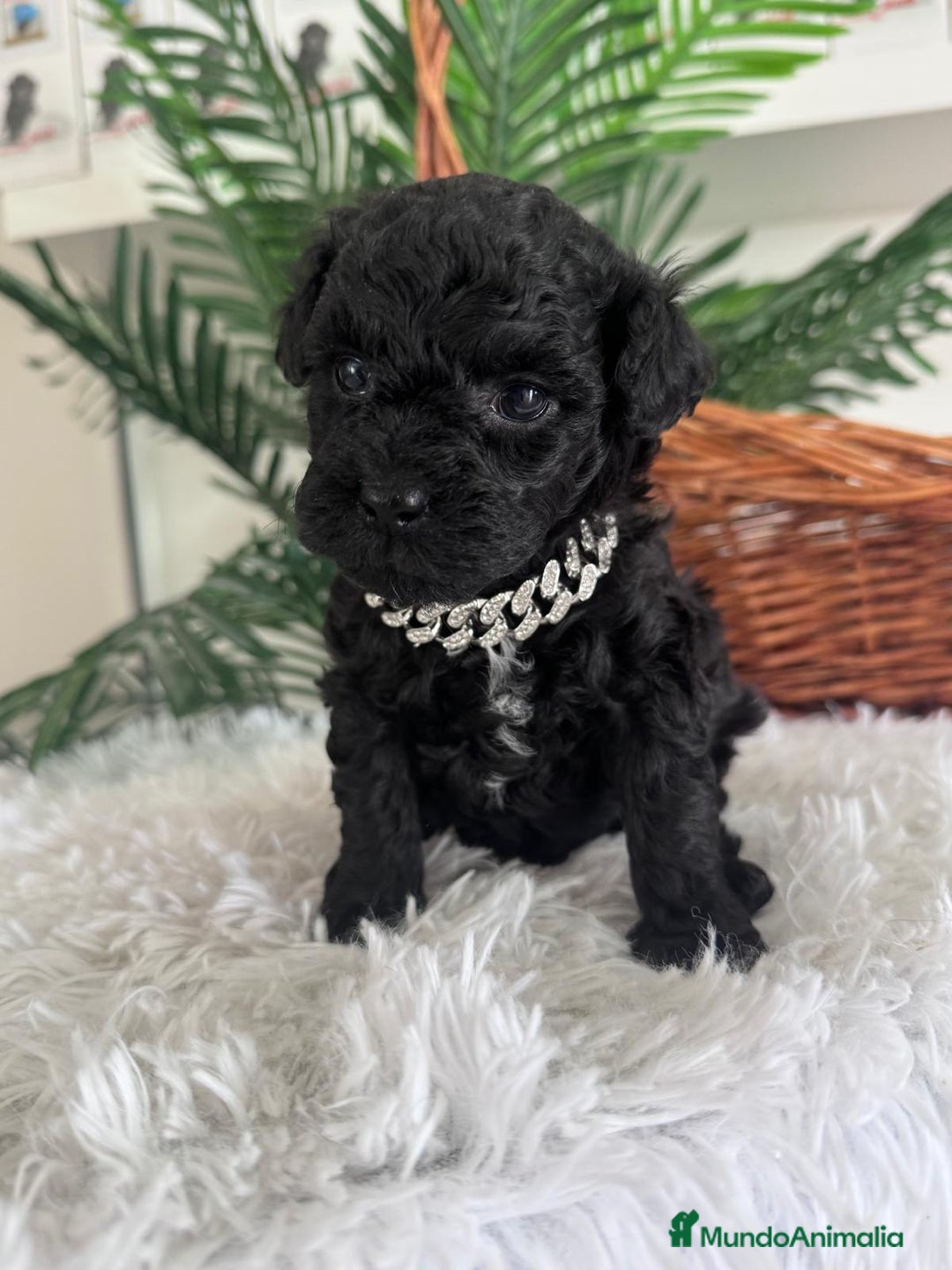 Caniche Toy perros en venta: CANICHE TOY MACHO - Anuncio 9