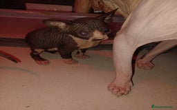 Sphynx gatos en venta: Gato esfinge  - Imagen 6