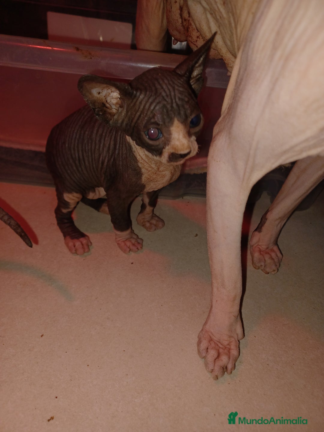 Sphynx gatos en venta: Gato esfinge  - Imagen 6