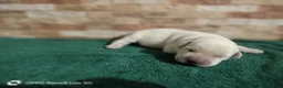 Labrador Retriever perros en venta: Cachorros de labradores amarillos - Anuncio 3