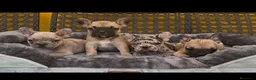 Bulldog Francés perros en venta: Camada de bulldog francés  - Anuncio 3