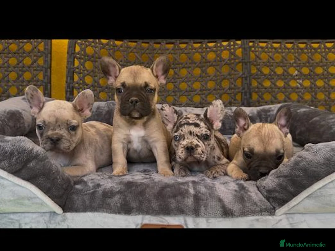 Bulldog Francés perros en venta: Camada de bulldog francés  - Anuncio 3